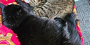Coon And Paintbrush joined the competition — help win amazing prizes! cat, black_cat, tabby_cat, blanket, couch, indoor, sleeping, resting, fur, pet, cozy, animal, feline, home, comfort, gaming_console, nintendo_switch, figurine, relaxation, colorful