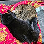 cat, black_cat, tabby_cat, blanket, couch, indoor, sleeping, resting, fur, pet, cozy, animal, feline, home, comfort, gaming_console, nintendo_switch, figurine, relaxation, colorful