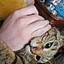 Coon And Paintbrush joined the competition — help win amazing prizes! cat, tabby_cat, hand, bite, whiskers, indoor, furniture, cushion, closeup, playful, pet, animal, fur, person, home, curious, eyes, paw, domestic_cat, interaction