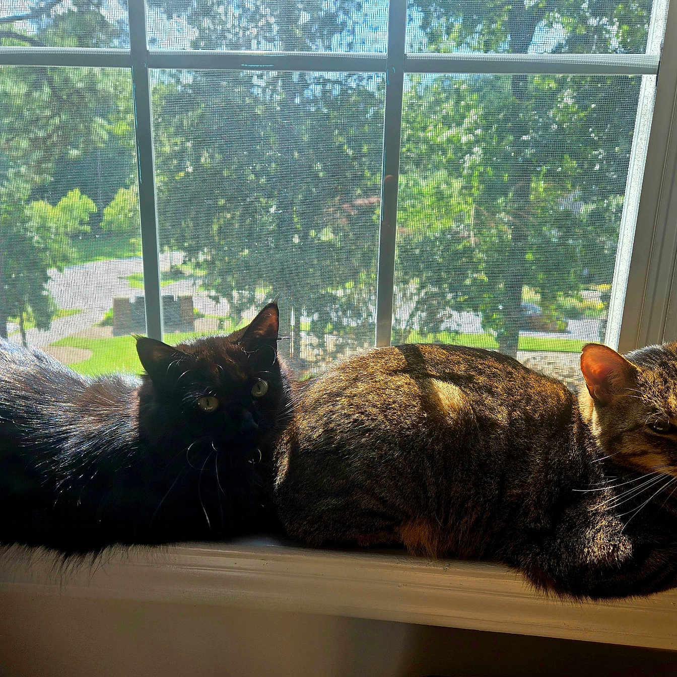 Coon And Paintbrush joined the competition — help win amazing prizes! animal, black_cat, cat, cats, daylight, domestic_cat, fur, greenery, indoor, nature, outdoor_view, pet, relaxing, resting, shadow, sunlight, tabby_cat, whiskers, window, windowsill