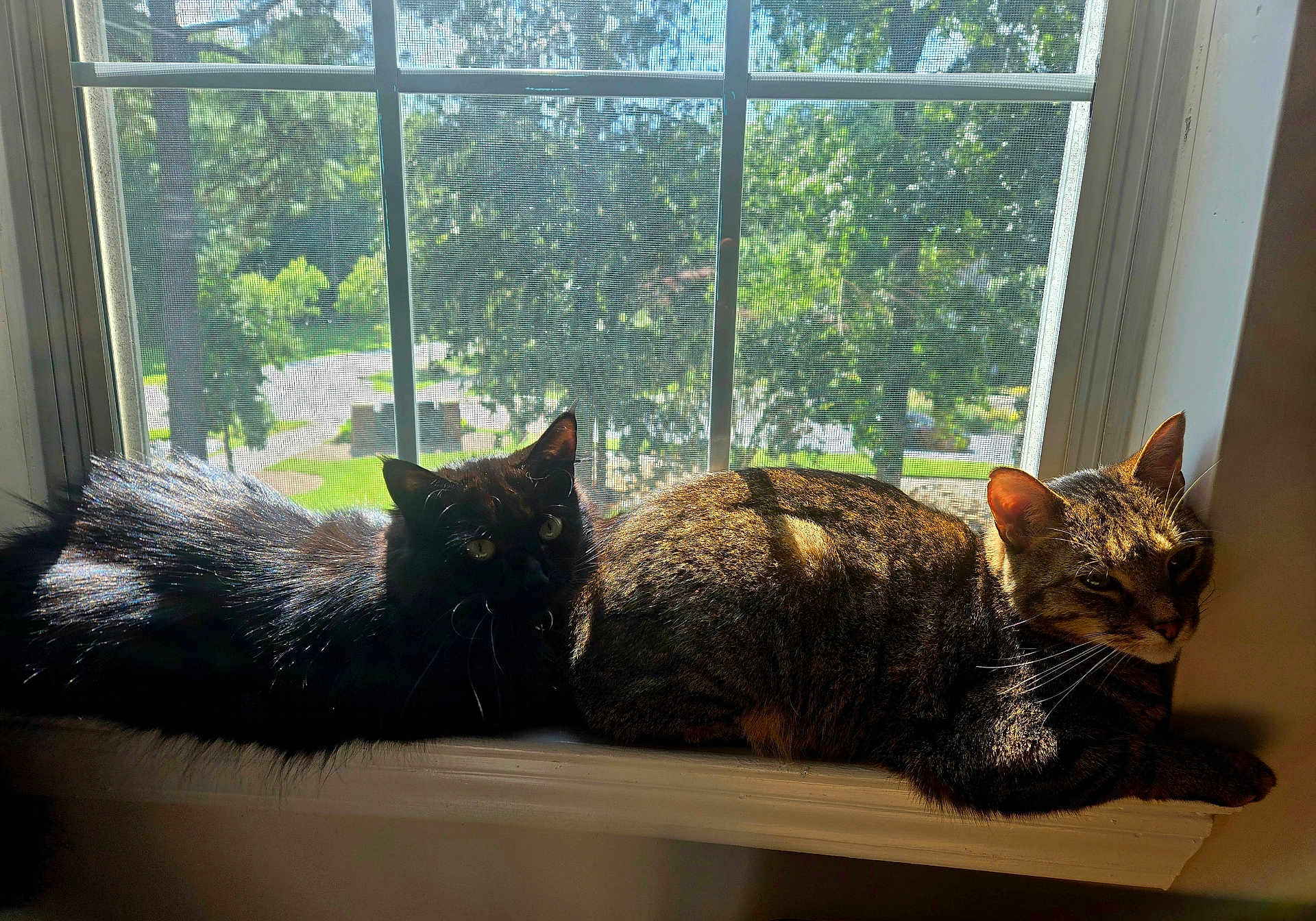 Coon And Paintbrush joined the competition — help win amazing prizes! cat, cats, black_cat, tabby_cat, window, windowsill, sunlight, shadow, indoor, pet, animal, resting, fur, whiskers, greenery, outdoor_view, daylight, domestic_cat, relaxing, nature