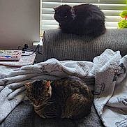 Coon And Paintbrush joined the competition — help win amazing prizes! cat, feline, couch, blanket, indoor, window_blinds, sleeping, pet, fur, resting, cozy, domestic_animal, furniture, home, tabby_cat, black_cat, relaxing, animal, soft, comfort