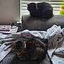 cat, feline, couch, blanket, indoor, window_blinds, sleeping, pet, fur, resting, cozy, domestic_animal, furniture, home, tabby_cat, black_cat, relaxing, animal, soft, comfort