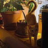 animal, background, cat, clutter, counter, cozy, curious, domestic, feline, home, household, indoor, interior, kitchen, pet, plant, potted_plant, stretching, warm_lighting, yellow_cat
