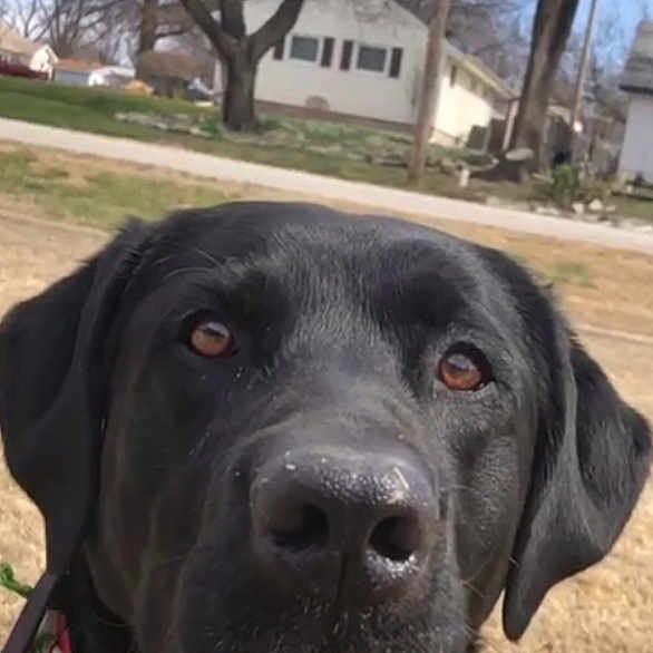 Hub is registered to the contest to win money with this photo: bandog, beagador, borador, cane_corso, canidae, carnivore, companion_dog, dog, dog_breed, dog_collar, fawn, hunting_dog, labrador_retriever, mammal, pointing_breed, retriever, snout, sporting_group, vertebrate, working_dog