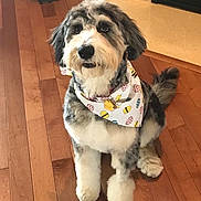 Kody joined the competition — help win amazing prizes! dog, pet, bandana, floor, wooden_floor, indoor, cute, fluffy, sitting, looking_up, fur, animal, domestic_animal, companion, adorable, friendly, well_groomed, brown, white, black
