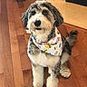 dog, pet, bandana, floor, wooden_floor, indoor, cute, fluffy, sitting, looking_up, fur, animal, domestic_animal, companion, adorable, friendly, well_groomed, brown, white, black