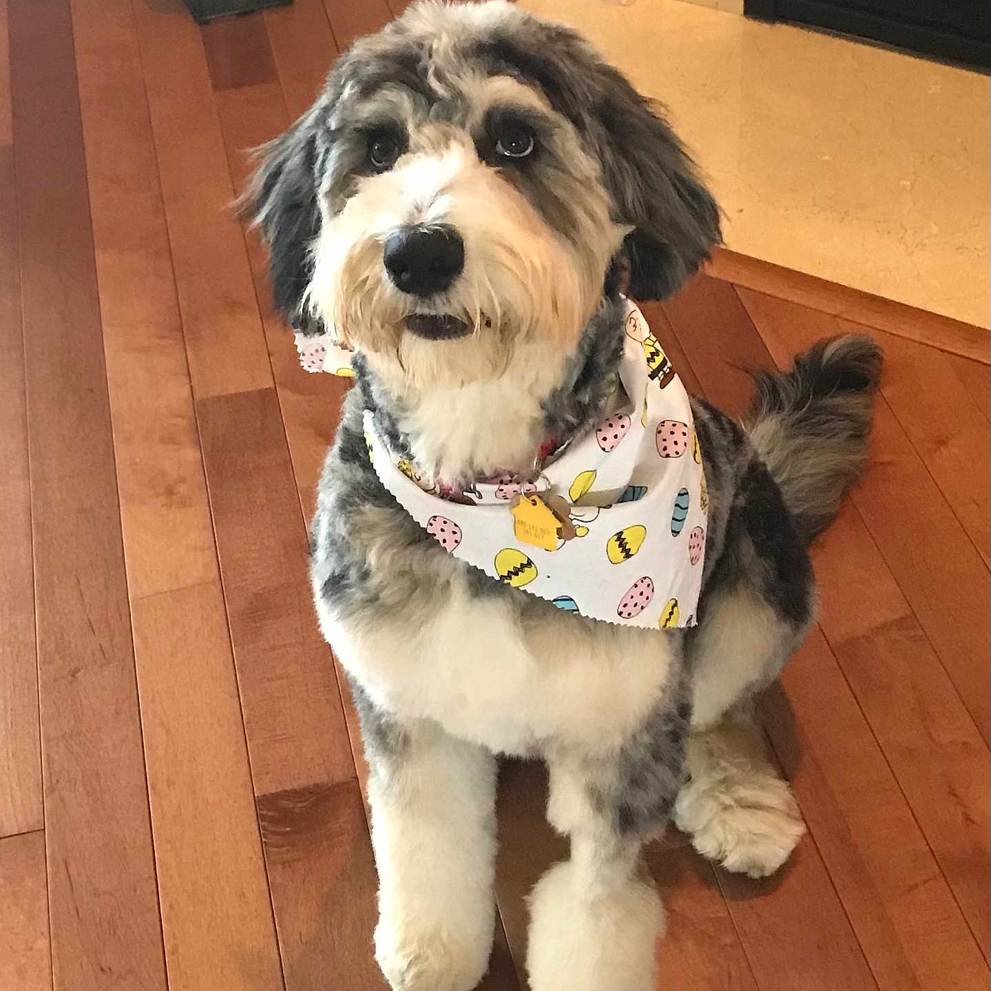 Kody joined the competition — help win amazing prizes! dog, pet, bandana, floor, wooden_floor, indoor, cute, fluffy, sitting, looking_up, fur, animal, domestic_animal, companion, adorable, friendly, well_groomed, brown, white, black