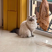 Fiona is registered to the contest to win money with this photo: cat, fluffy_cat, indoor, window, curtain, tiled_floor, blue_eyes, sitting, pet, domestic_cat, feline, fur, home_interior, yellow_wall, natural_light, reflection, tail, looking, quiet, cozy