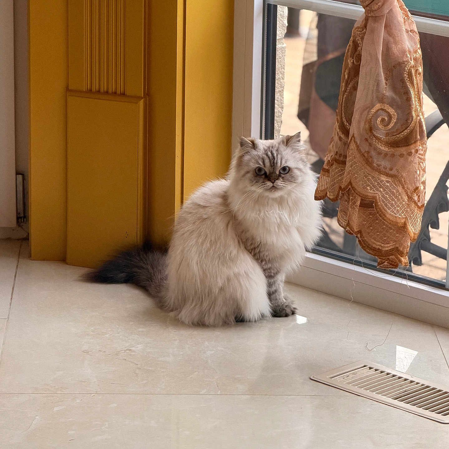 Fiona is registered to the contest to win money with this photo: blue_eyes, cat, cozy, curtain, domestic_cat, feline, fluffy_cat, fur, home_interior, indoor, looking, natural_light, pet, quiet, reflection, sitting, tail, tiled_floor, window, yellow_wall