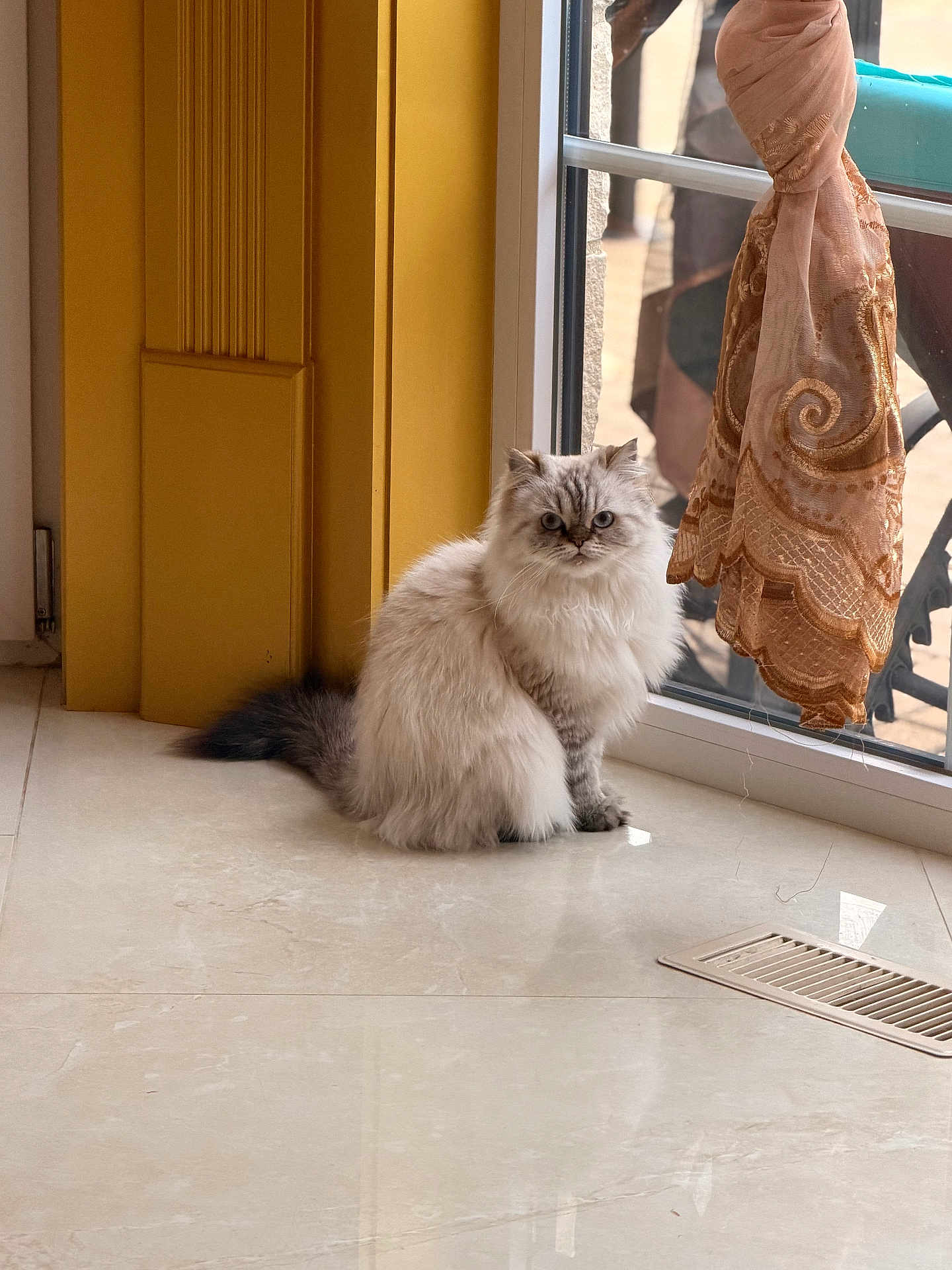 Fiona is registered to the contest to win money with this photo: cat, fluffy_cat, indoor, window, curtain, tiled_floor, blue_eyes, sitting, pet, domestic_cat, feline, fur, home_interior, yellow_wall, natural_light, reflection, tail, looking, quiet, cozy