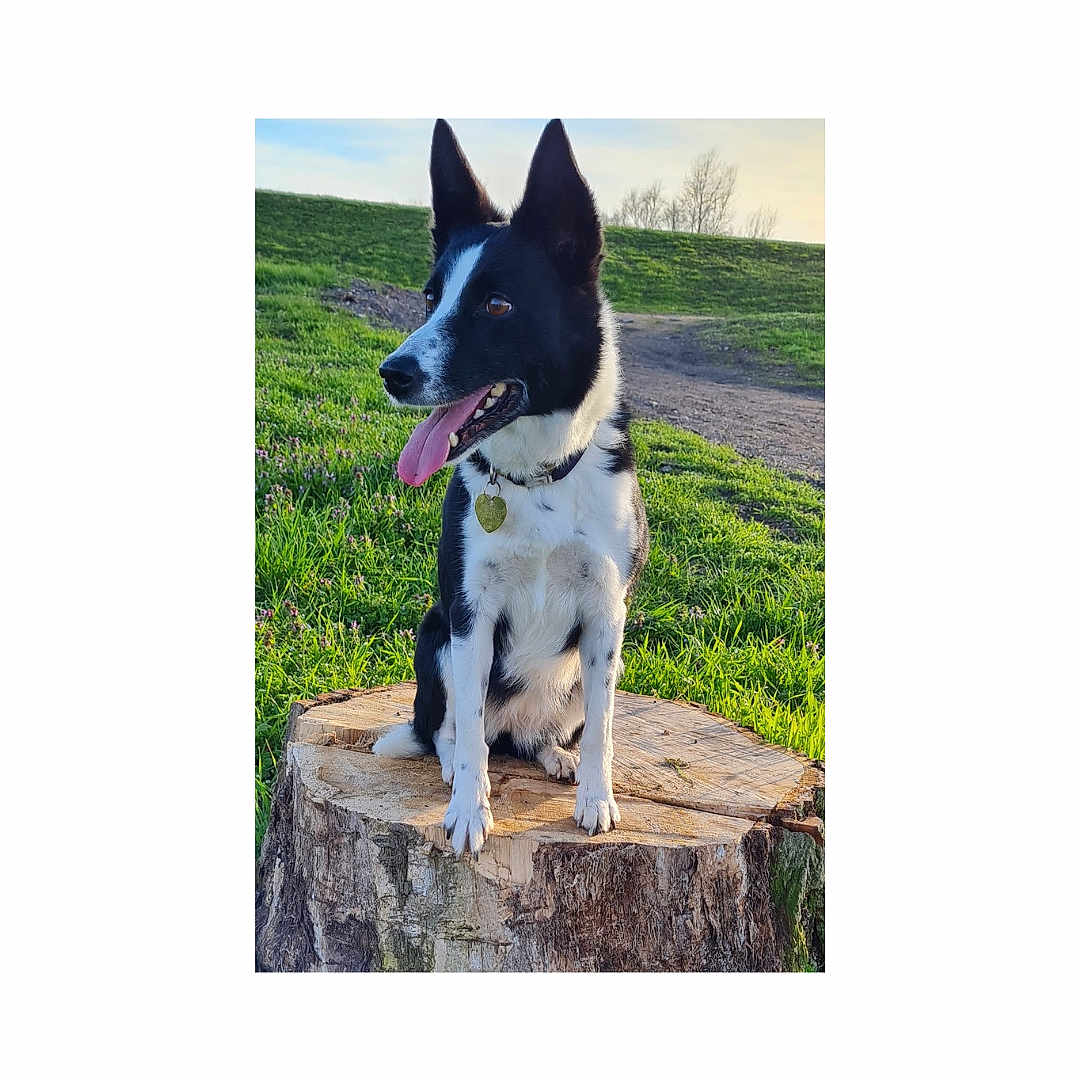 Indiana participe au concours pour gagner de l'argent avec cette photo : accessories, animal, canine, dog, grass, herbal, herbs, husky, indoors, interiordesign, nature, outdoors, pet, plant, puppy, rock, strap, tree, treestump, wood