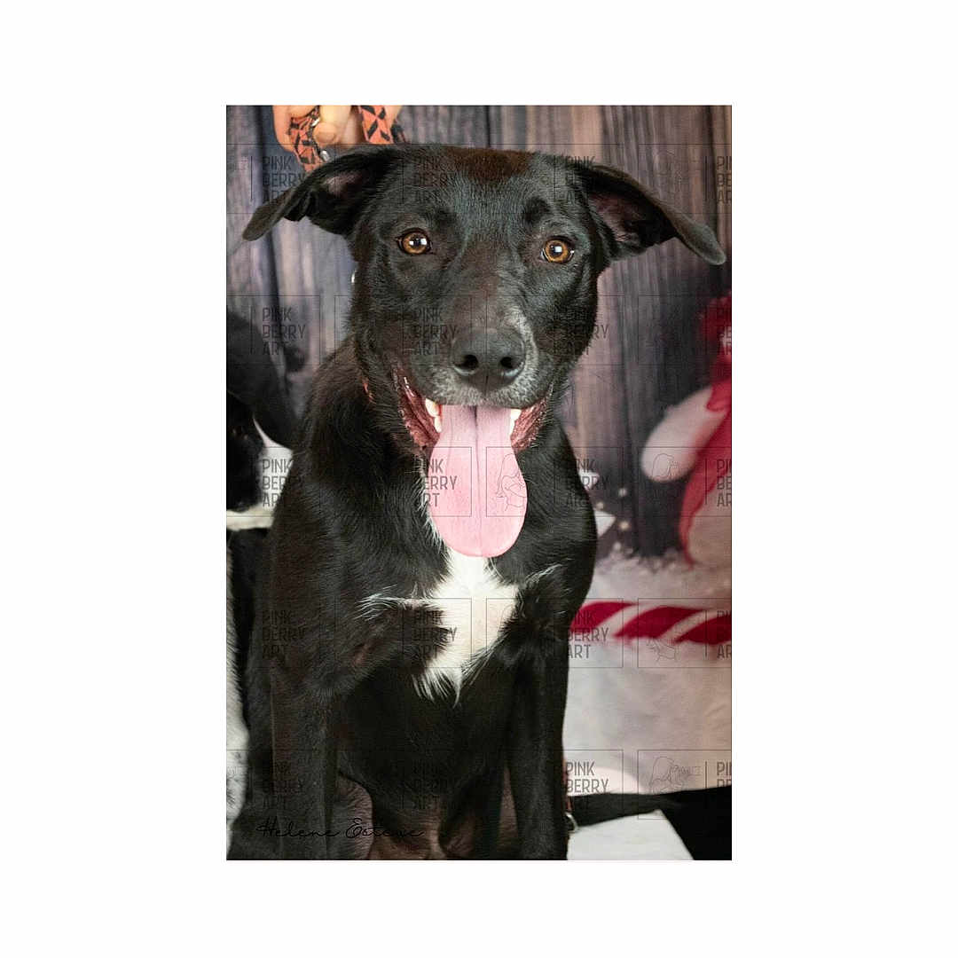 Odin a rejoint le concours — aidez-le/la à gagner de superbes lots ! animal, ball, bodypart, bulldog, canine, dog, face, greatdane, head, hound, labradorretriever, mouth, person, pet, photography, portrait, puppy, sport, tennis, tennisball