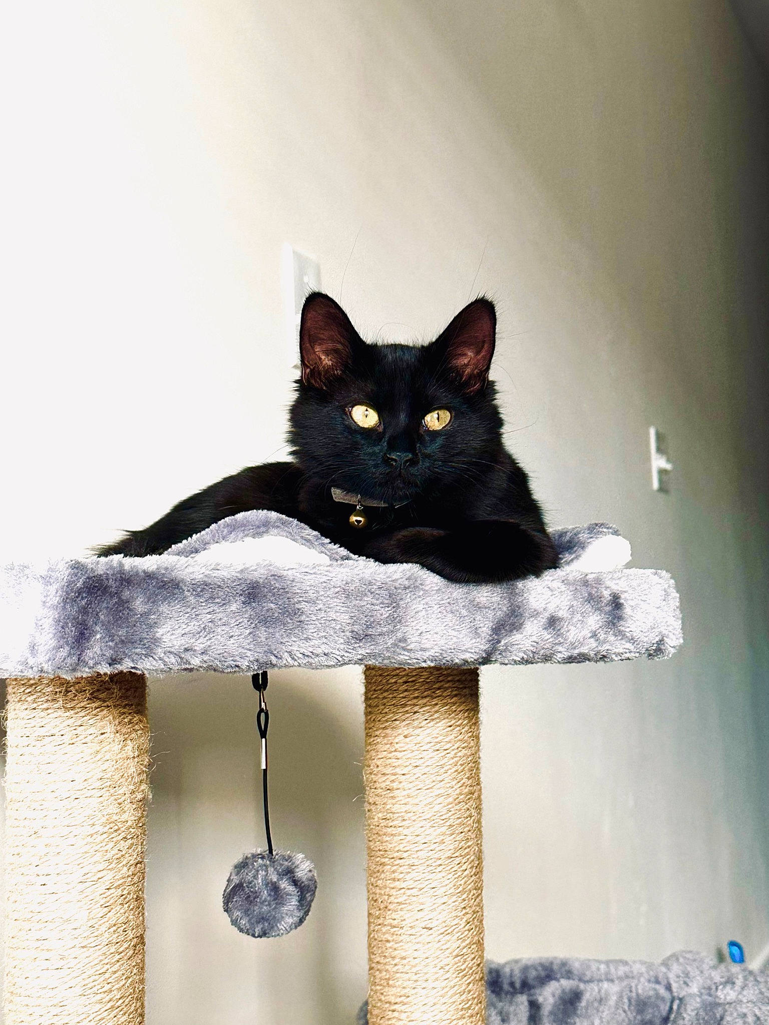 Maumau joined the competition — help win amazing prizes! black_cat, bombay, carnivore, cat, cat_supply, domestic_short_haired_cat, felidae, fur, grey, pedestal, rectangle, room, shelf, sitting, small_to_medium_sized_cats, snout, tail, whiskers, window, wood
