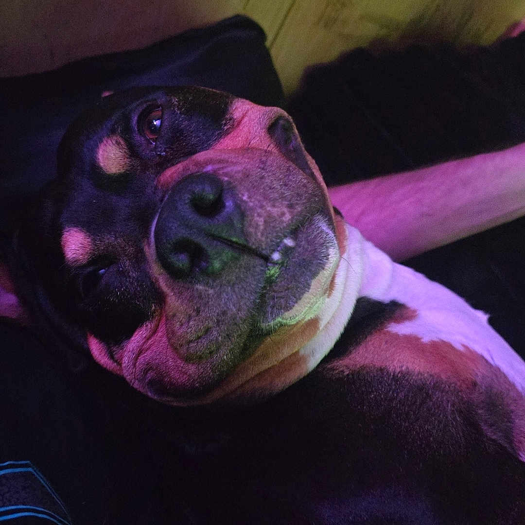 Hank joined the competition — help win amazing prizes! dog, pet, close_up, portrait, relaxed, lying_down, indoor, purple_lighting, pink_lighting, canine, animal, cute, smile, face, fur, nose, chill, companion, domestic_animal, friendly