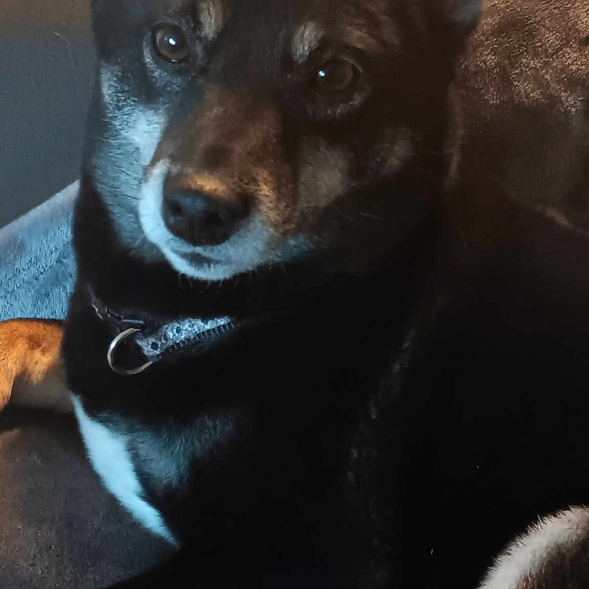 Hazel Aka Puppup joined the competition — help win amazing prizes! canidae, carnivore, companion_dog, dog, dog_breed, ear, fur, jaw, snout, sporting_group, terrestrial_animal, toy_dog, whiskers, working_animal, working_dog