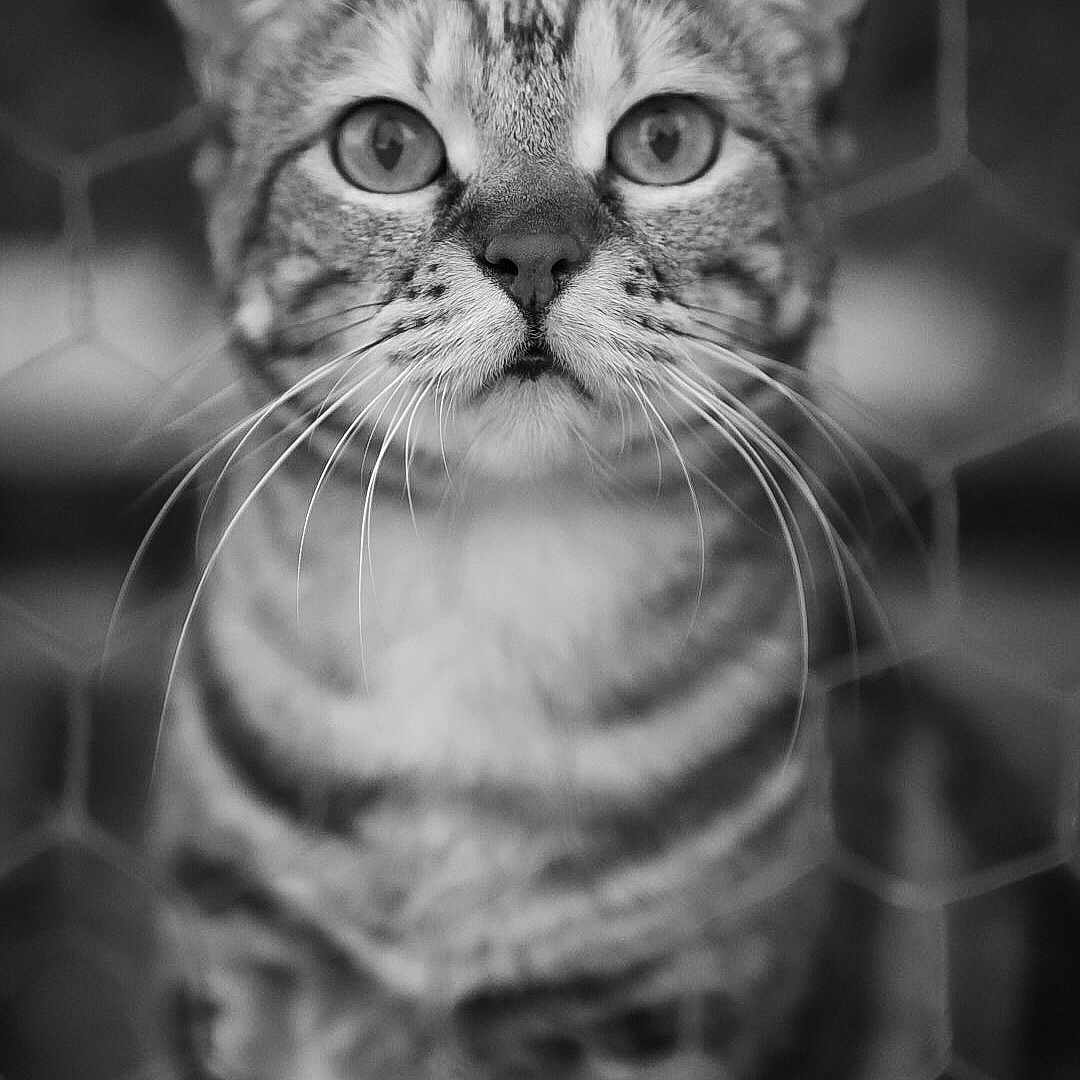 Naya
