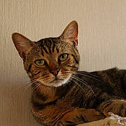 Uros a rejoint le concours — aidez-le/la à gagner de superbes lots ! cat, tabby, pet, feline, animal, closeup, portrait, green_eyes, whiskers, ears, fur, relaxed, indoors, perch, resting, cute, looking, face, mammal, domestic