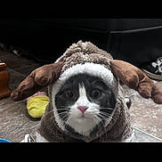 Baby is registered to the contest to win money with this photo: animal, black, brown, cat, costume, cute, ears, expression, face, floor, funny, furry, household, indoor, pet, reindeer, tile, whiskers, white, wide_eyes