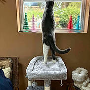 Norman is registered to the contest to win money with this photo: blanket, boot, cat, cat_tree, christmas_trees, cozy, curious, decorations, furniture, gray_cat, holiday_decor, home, indoor, looking_out, pet, soft_surface, table, white_paws, wicker_chair, window