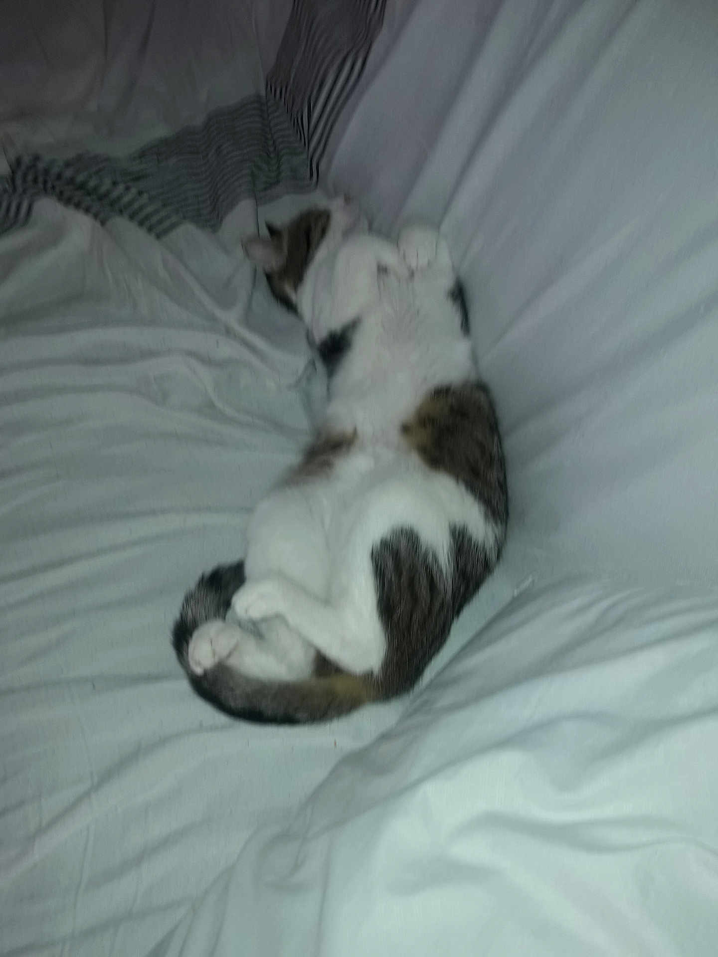 Felix