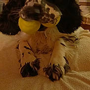 Tina participe au concours pour gagner de l'argent avec cette photo : dog, black_and_white, ball, toy, indoor, blanket, fur, pet, lying_down, close_up, cozy, animal, paw, mouth, comfort, household, domestic, cute, playful, relaxed