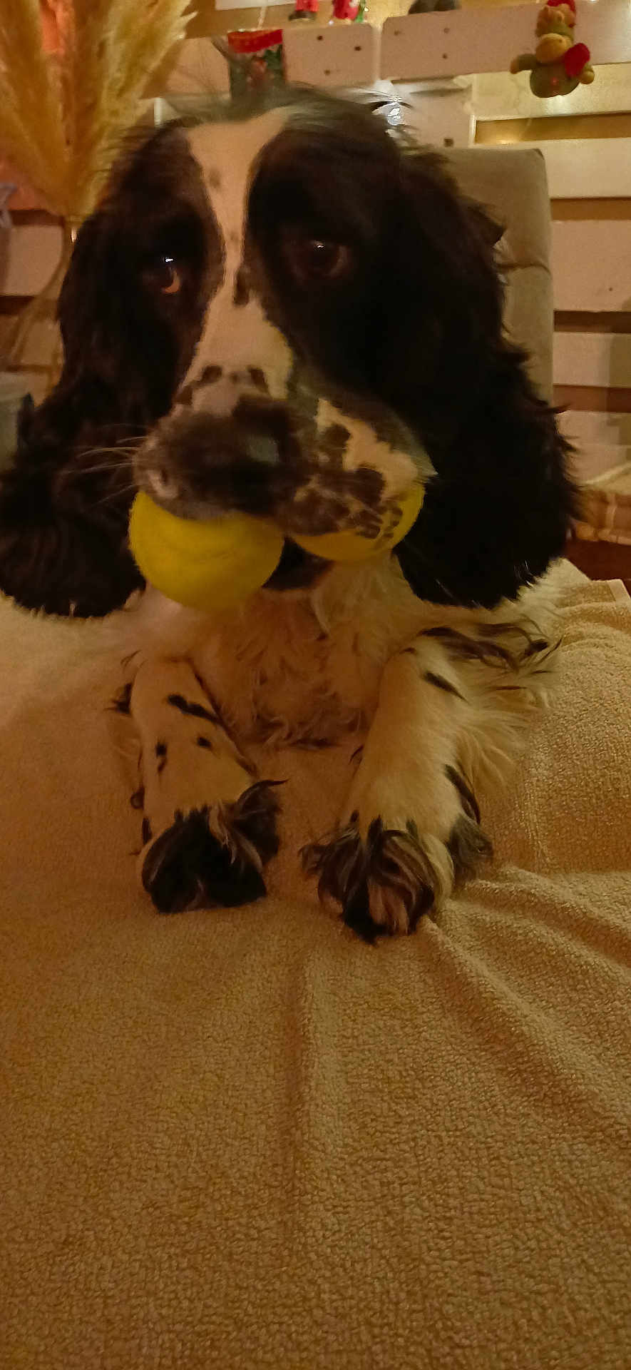 Tina participe au concours pour gagner de l'argent avec cette photo : dog, black_and_white, ball, toy, indoor, blanket, fur, pet, lying_down, close_up, cozy, animal, paw, mouth, comfort, household, domestic, cute, playful, relaxed