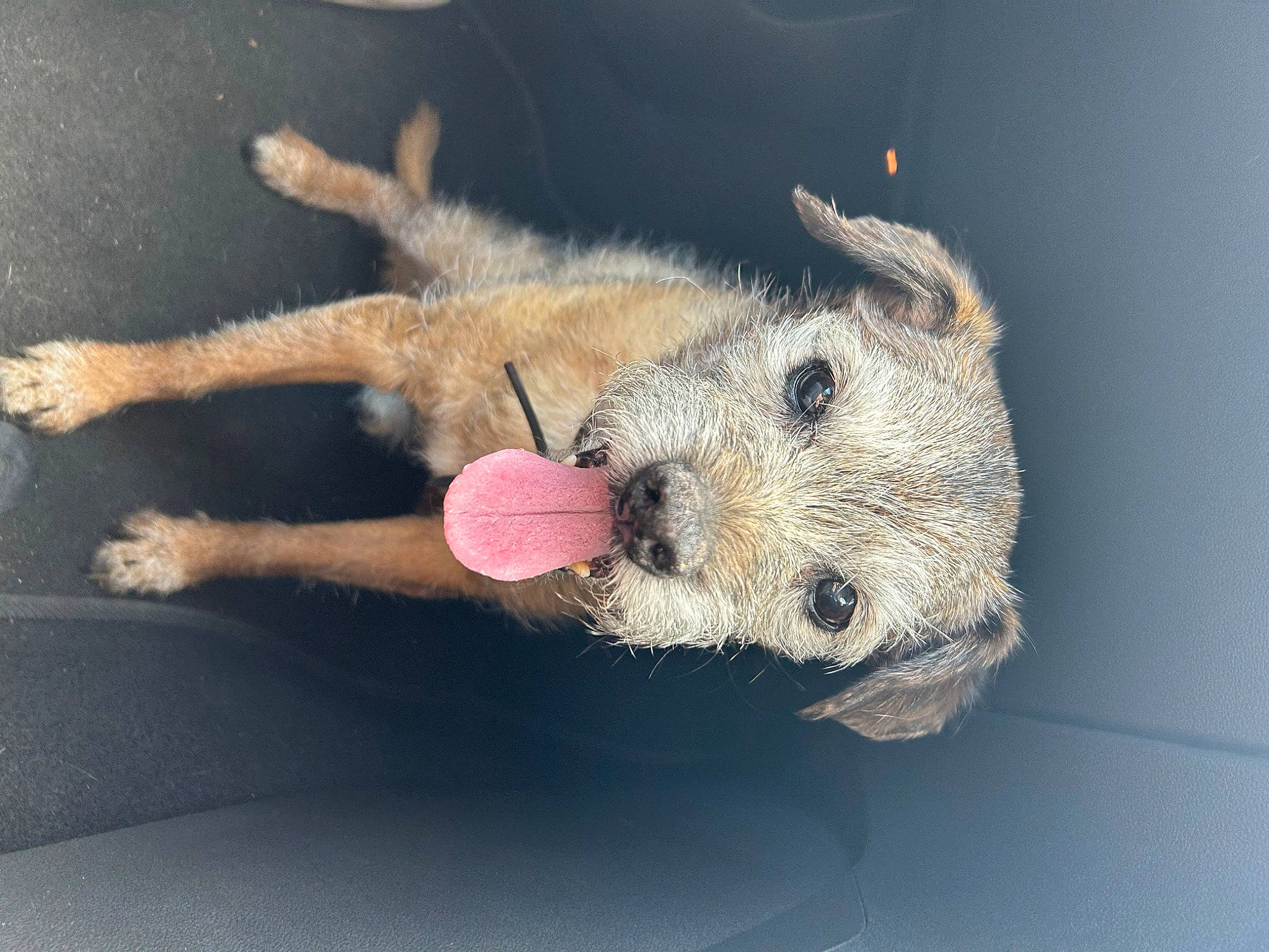 Milo joined the competition — help win amazing prizes! airedale_terrier, art, canidae, carnivore, claw, collar, companion_dog, dog, dog_breed, fawn, fur, paw, small_terrier, snout, sporting_group, stuffed_toy, tail, terrier, toy, wire_hair_fox_terrier