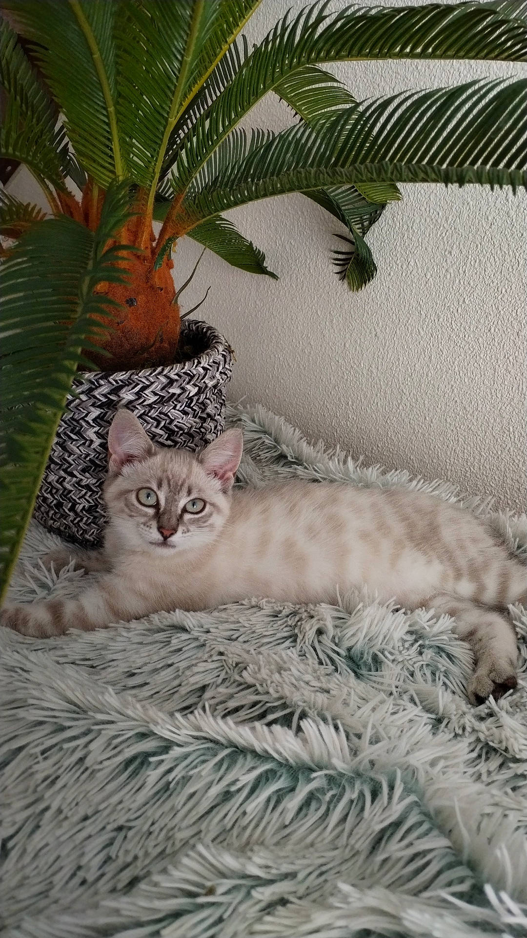 Lilo a rejoint le concours — aidez-le/la à gagner de superbes lots ! carnivore, cat, cat_bed, comfort, conifer, couch, domestic_short_haired_cat, fawn, felidae, fur, linens, plant, small_to_medium_sized_cats, snout, tail, tree, whiskers, wildlife, window, wood