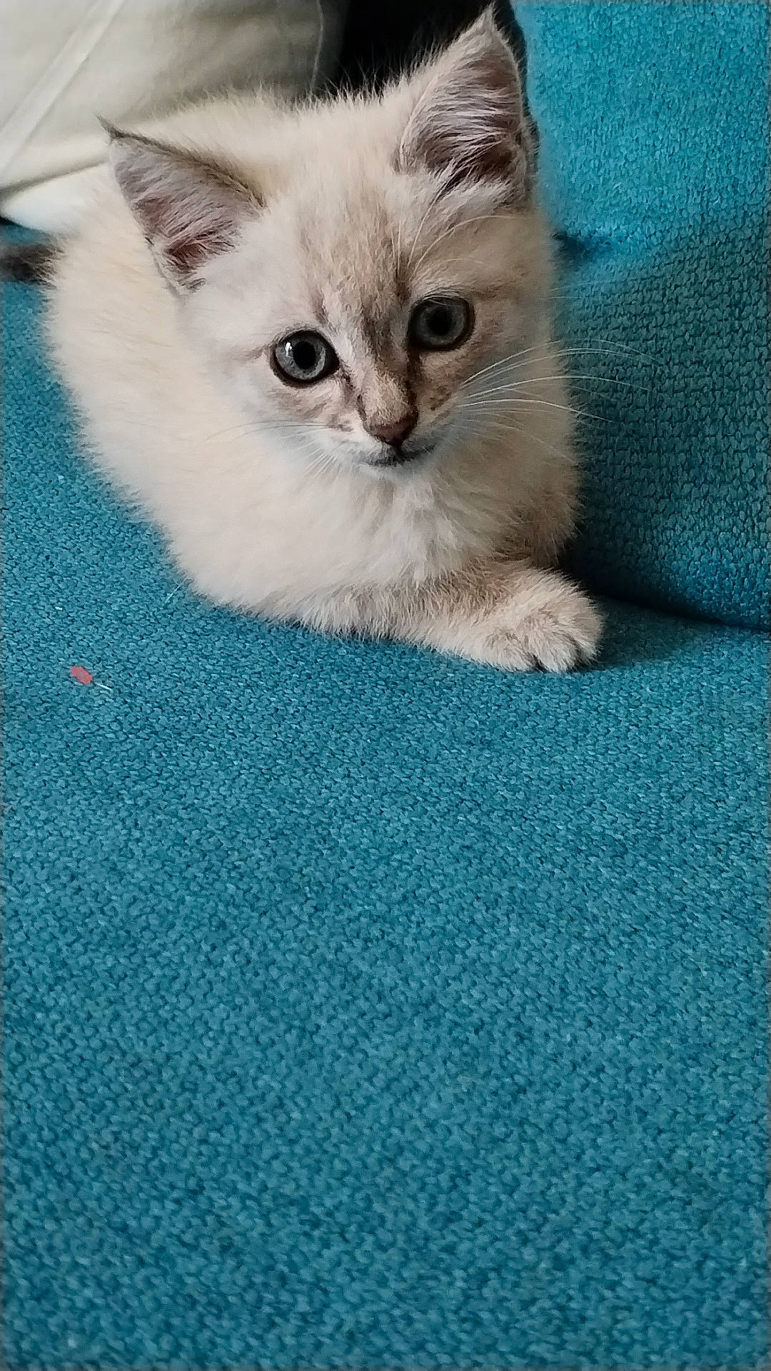 Lilo a rejoint le concours — aidez-le/la à gagner de superbes lots ! blue, carnivore, cat, cat_supply, claw, comfort, domestic_short_haired_cat, electric_blue, fawn, felidae, fur, iris, pattern, paw, small_to_medium_sized_cats, snout, tail, whiskers, woven_fabric