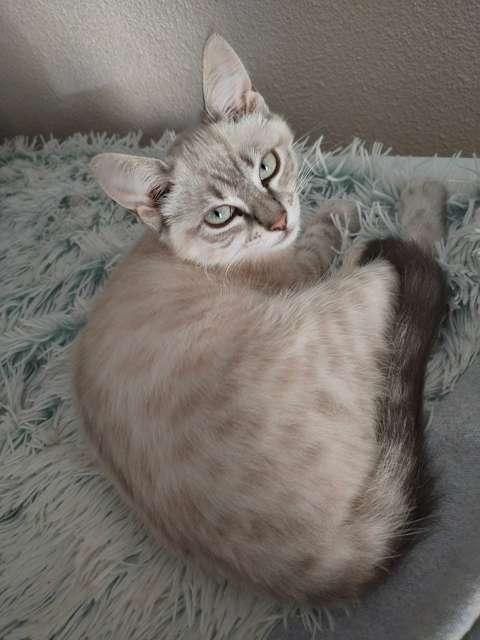 Lilo a rejoint le concours — aidez-le/la à gagner de superbes lots ! carnivore, cat, cat_bed, cat_supply, cat_toy, claw, comfort, domestic_short_haired_cat, fawn, felidae, fur, grey, paw, sitting, small_to_medium_sized_cats, snout, tail, terrestrial_animal, whiskers