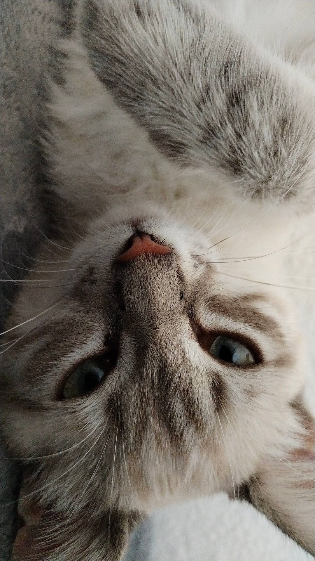 Lilo participe au concours pour gagner de l'argent avec cette photo : carnivore, cat, claw, close_up, domestic_short_haired_cat, ear, eye, fawn, felidae, fur, head, nap, nose, paw, small_to_medium_sized_cats, snout, terrestrial_animal, whiskers, wildlife, wrinkle