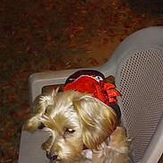 Toby joined the competition — help win amazing prizes! animal, brown_fur, cautious, closeup, costume, curious, decorative_clothing, dog, ears, fall_season, fallen_leaves, fur, looking_sideways, night, outdoor, pet, plastic_chair, plastic_furniture, sitting, small_dog