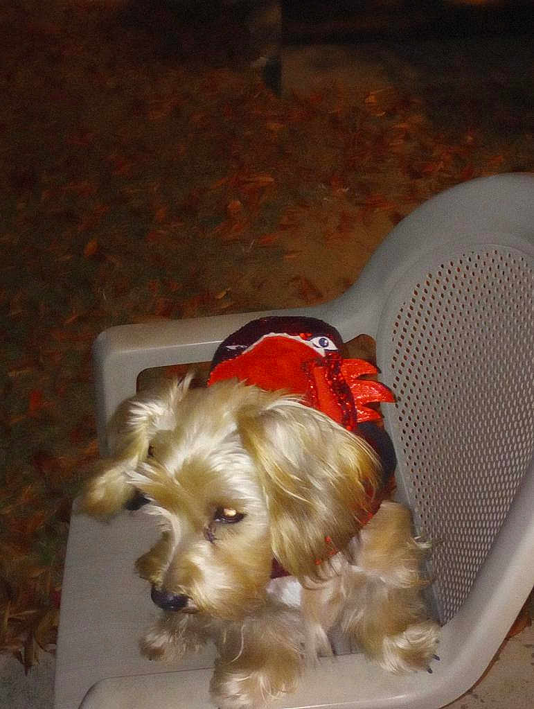 Toby
