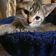 Phoenix is registered to the contest to win money with this photo: animal, cat, cat_tree, closeup, cozy, cute, ears, eyes, feline, fur, home, indoor, kitten, pet, portrait, resting, rope, soft, whiskers, young