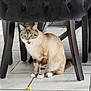 cat, siamese_cat, furniture, chair, floor, tile_floor, indoor, pet, animal, whiskers, blue_eyes, mouth_open, sitting, legs, paws, fur, domestic_cat, household, curious, playful