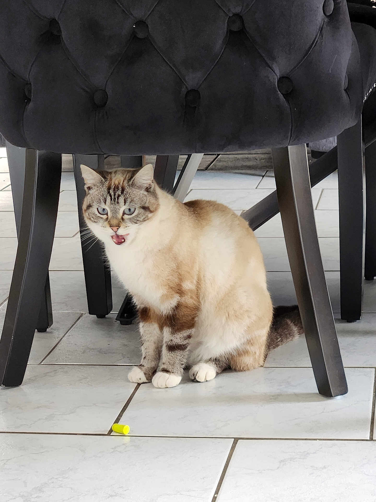 Praline
