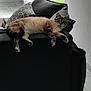 Praline participe au concours pour gagner de l'argent avec cette photo : cat, couch, living_room, curtains, window, floor_tiles, pillow, furniture, indoor, pet, relaxed, animal, home_interior, light, shadow, resting, domestic_cat, cozy, grass, daylight