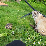 Praline a rejoint le concours — aidez-le/la à gagner de superbes lots ! cat, tortoise, grass, daisies, garden, outdoor, nature, animal, pet, greenery, leaf, plant, wildlife, flora, sitting, relaxed, sunlight, human_leg, summer, daytime