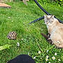 cat, tortoise, grass, daisies, garden, outdoor, nature, animal, pet, greenery, leaf, plant, wildlife, flora, sitting, relaxed, sunlight, human_leg, summer, daytime