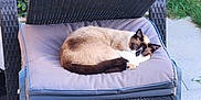 Coffee participe au concours pour gagner de l'argent avec cette photo : cat, siamese_cat, sleeping, cushion, chair, outdoor, wicker_furniture, patio, greenery, plants, relaxation, pet, fur, paw, nature, daylight, resting, cozy, animal, quiet