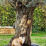 Coffee participe au concours pour gagner de l'argent avec cette photo : cat, siamese_cat, tree, tree_trunk, grass, garden, rocks, outdoor, nature, animal, pet, feline, blue_eyes, fur, wood, shrubbery, plant, daylight, sitting, wildlife