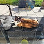 Coffee a rejoint le concours — aidez-le/la à gagner de superbes lots ! cat, siamese_cat, outdoor, bench, cushion, patio, grass, sunlight, shadow, buddha_statue, relaxing, feline, pet, woven_bench, paw_mat, daylight, garden, animal, resting, peaceful