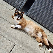 Coffee a rejoint le concours — aidez-le/la à gagner de superbes lots ! cat, siamese, outdoor, patio, concrete, furniture, relaxed, lying_down, paw, curious, animal, pet, whiskers, tail, ears, daylight, texture, resting, mammal, domestic