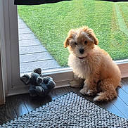Victory joined the competition — help win amazing prizes! animal, collar, cute, daylight, dog, domestic, fluffy, glass_door, green_lawn, home, indoor, natural_light, pet, plush_toy, puppy, rug, sitting, window, wooden_floor, young_dog