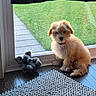 animal, collar, cute, daylight, dog, domestic, fluffy, glass_door, green_lawn, home, indoor, natural_light, pet, plush_toy, puppy, rug, sitting, window, wooden_floor, young_dog