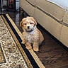 Victory is registered to the contest to win money with this photo: animal, brown, carpet, collar, couch, cute, decor, dog, floor, fluffy, furniture, home, indoor, living_room, pet, puppy, rug, sitting, small_dog, wood_floor