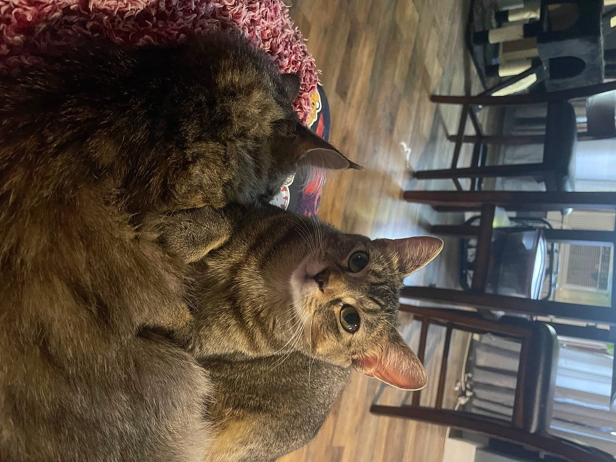 Luna is registered to the contest to win money with this photo: big_cats, boar, canidae, carnivore, dog_breed, felidae, fur, kangaroo, lion, mammal, marsupial, possum, small_to_medium_sized_cats, snout, suidae, terrestrial_animal, vertebrate, whiskers, wildlife, wolf