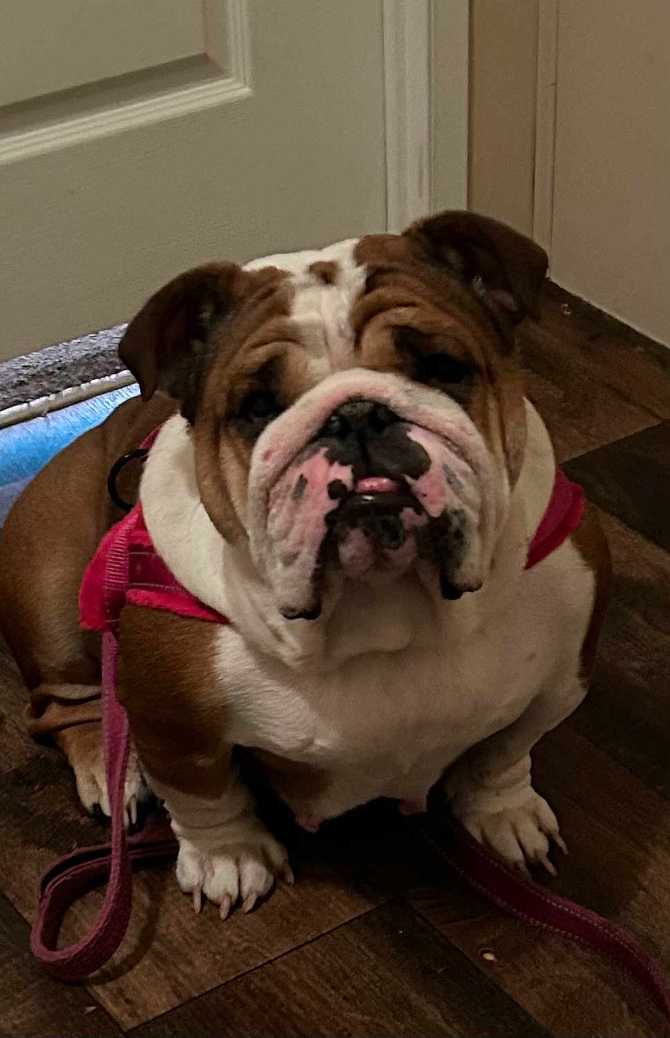 Gypsy joined the competition — help win amazing prizes! bulldog, dog, pet, indoor, floor, brown, white, harness, leash, animal, canine, portrait, sitting, closeup, wrinkled_face, cute, companion, domestic, house, waiting
