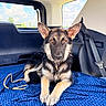 Stormy is registered to the contest to win money with this photo: dog, german_shepherd, puppy, car_interior, blue_blanket, leash, window, sky, clouds, seatbelt, fur, ears, eyes, nose, paw, resting, indoor, daylight, pet, animal